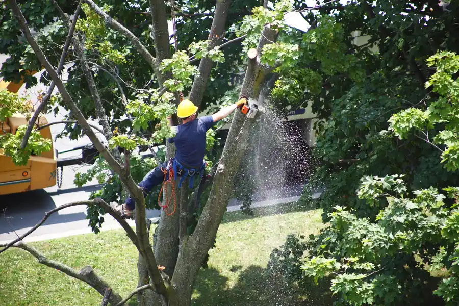 Essential Steps In Tree Removal For Large-scale Projects in Naples, FL Essential Steps In Tree Removal For Large-scale Projects in Naples, FL