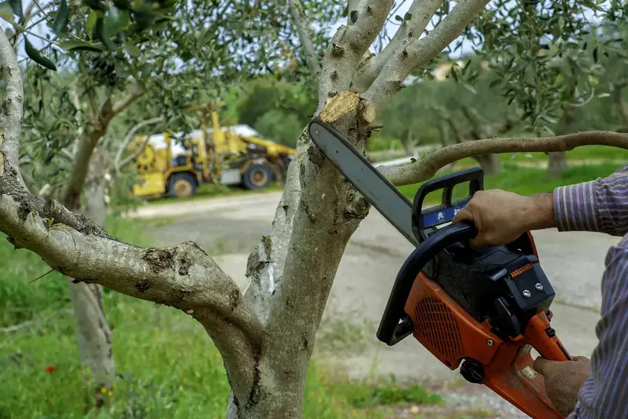 How Excavation Projects Benefit From Strategic Tree Trimming Naples, FL How Excavation Projects Benefit From Strategic Tree Trimming Naples, FL