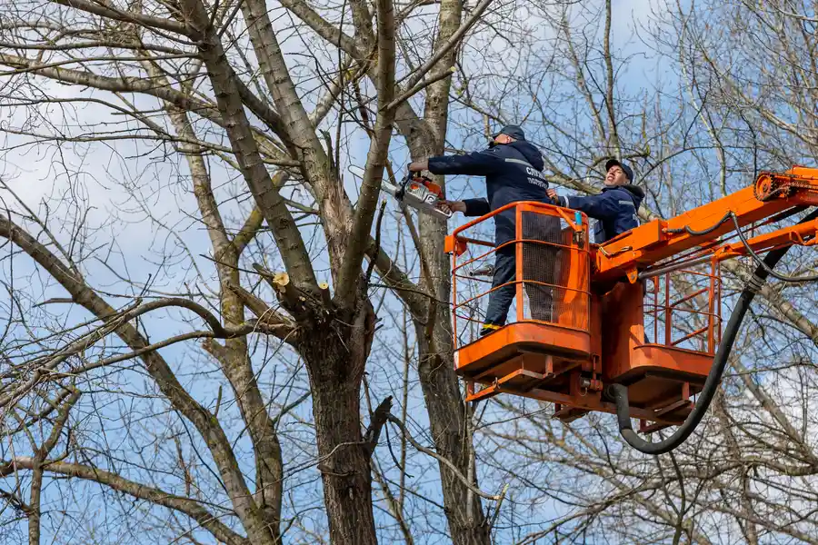 Top-rated Tree Removal Naples, FL Top-rated Tree Removal Naples, FL